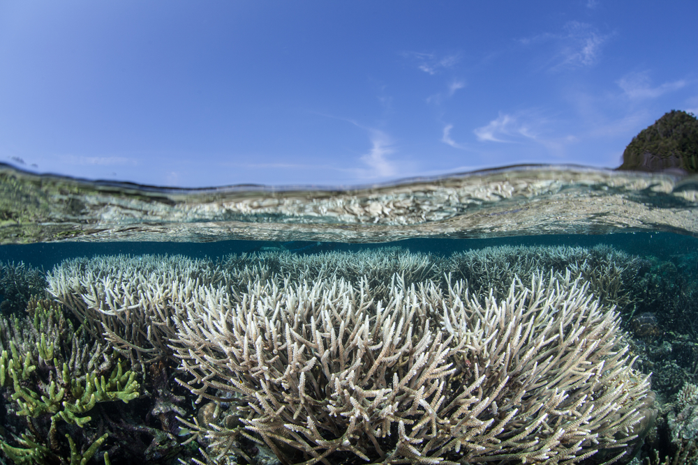 Scientists say a dramatic worldwide coral bleaching event is now underway