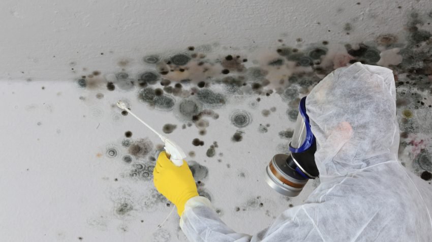 Mold at Your Business Can Be Your Worst Enemy: 8 Ways to Protect Yourself